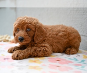Poodle (Miniature) Puppy for sale in MILLERSBURG, OH, USA
