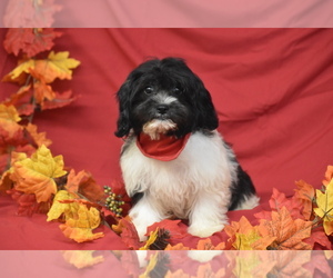 Cavachon Puppy for sale in ELDORADO, OH, USA