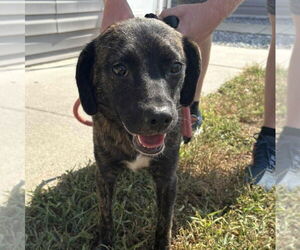Retriever -Unknown Mix Dogs for adoption in Martinsburg, WV, USA