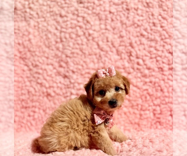 Medium Photo #3 Poodle (Toy) Puppy For Sale in REDLANDS, CA, USA
