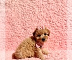 Small #2 Poodle (Toy)