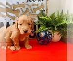 Small Photo #7 Goldendoodle-Poodle (Toy) Mix Puppy For Sale in HERRIMAN, UT, USA