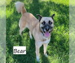 Small Anatolian Shepherd-Siberian Husky Mix
