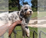 Small Photo #35 Bernedoodle-Golden Mountain Dog Mix Puppy For Sale in DAVIS, CA, USA
