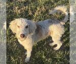 Small #3 Poodle (Miniature) Mix