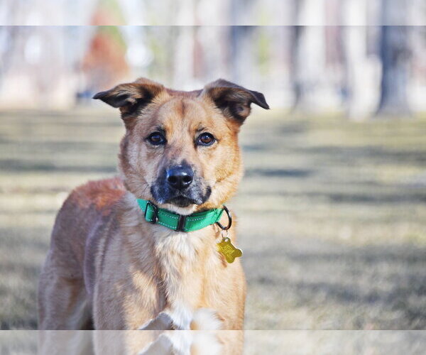 Medium Photo #19 Mutt Puppy For Sale in Sandy, UT, USA