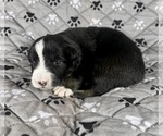 Small Photo #16 Australian Shepherd Puppy For Sale in SALISBURY, NC, USA