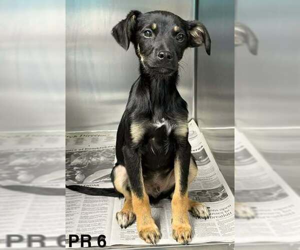 Medium Photo #1 Mutt Puppy For Sale in Brewster, NY, USA