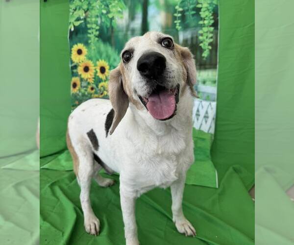 Medium Photo #2 Beagle-Unknown Mix Puppy For Sale in Sanderson, FL, USA