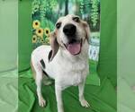 Small #1 Beagle Mix