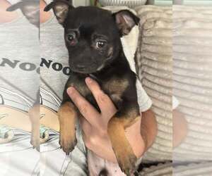 Chihuahua Dogs for adoption in Holly Springs, NC, USA