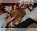 Small Photo #17 Golden Retriever Puppy For Sale in GREENWOOD, WI, USA