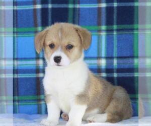 Pembroke Welsh Corgi Puppy for sale in DANVILLE, PA, USA