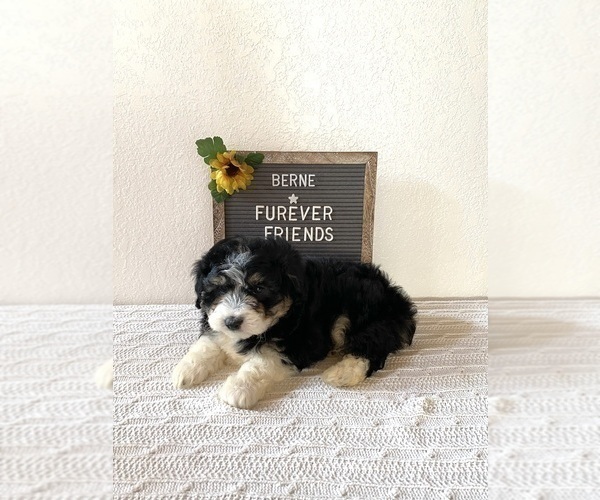 Medium Photo #3 Aussiedoodle Miniature  Puppy For Sale in BLOOMFIELD, IN, USA