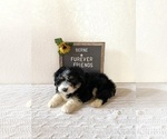 Small Photo #3 Aussiedoodle Miniature  Puppy For Sale in BLOOMFIELD, IN, USA