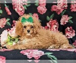 Small #4 Cavapoo-Poodle (Toy) Mix