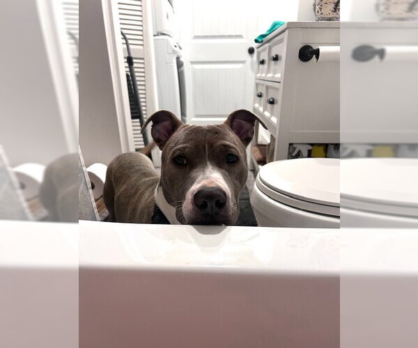 Medium Photo #9 Mutt Puppy For Sale in Cape May, NJ, USA