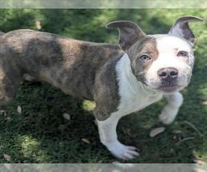Mutt Dogs for adoption in Texas City, TX, USA