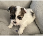 Small Photo #5 Zuchon Puppy For Sale in CENTRAL SQUARE, NY, USA