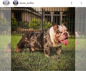 Father of the Bulldog puppies born on 07/29/2019