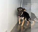 Small German Shepherd Dog