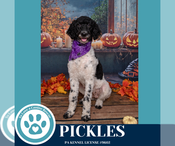 Medium Photo #2 Mutt Puppy For Sale in Kimberton, PA, USA