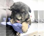 Small #1 German Shepherd Dog Mix