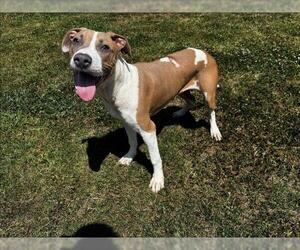 Labrador Retriever-Unknown Mix Dogs for adoption in Grovetown, GA, USA