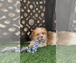 Bodie - Male Havanese Puppy for Sale - Photo #4