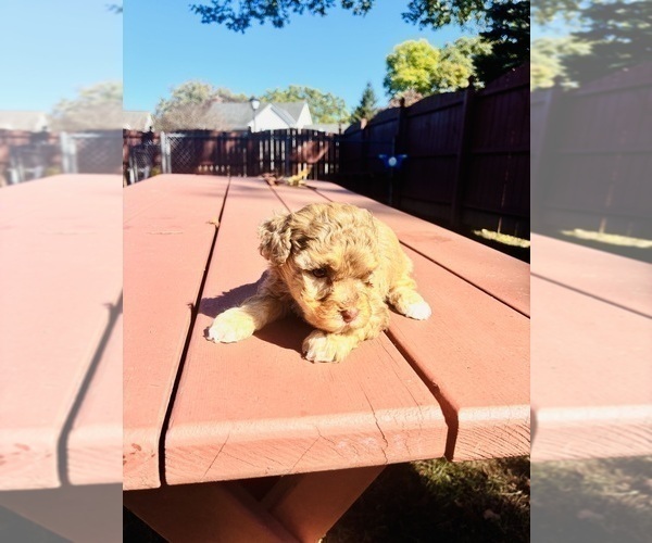 Medium Photo #8 YorkiePoo Puppy For Sale in VANCEBURG, KY, USA