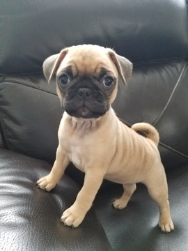 Medium Photo #1 Frenchie Pug Puppy For Sale in JOHNSTON, RI, USA