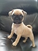 Small Photo #1 Frenchie Pug Puppy For Sale in JOHNSTON, RI, USA