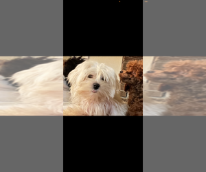 Father of the Maltese puppies born on 08/21/2026