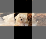 Small Photo #1 Maltese Puppy For Sale in NILES, MI, USA