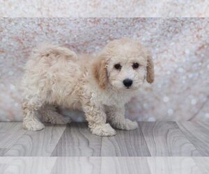 Poochon Puppy for sale in MARIETTA, GA, USA