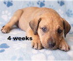 Small Photo #2 Boxer-Unknown Mix Puppy For Sale in Grovertown, IN, USA
