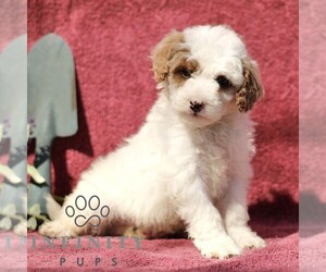 Goldendoodle (Miniature) Puppy for sale in EPHRATA, PA, USA