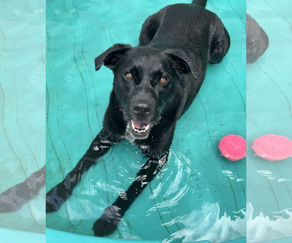Medium Photo #9 Labrador Retriever-Unknown Mix Puppy For Sale in Rockaway, NJ, USA