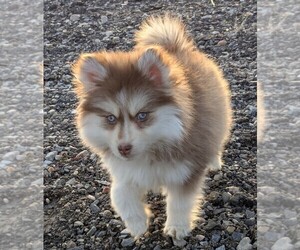 Pomsky Puppy for Sale in FARMINGTON, Utah USA