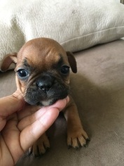 French Bulldog Puppy for sale in PAGOSA SPRINGS, CO, USA
