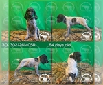 Small #1 German Shorthaired Pointer