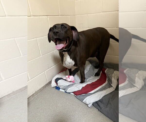 Medium Photo #6 Labrador Retriever-Unknown Mix Puppy For Sale in Sanford, FL, USA