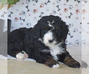 Bernedoodle (Miniature) Puppy for sale in NEW PROVIDENCE, PA, USA