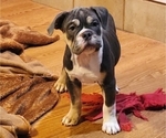 Small Photo #3 Olde English Bulldogge Puppy For Sale in Coal Valley, IL, USA