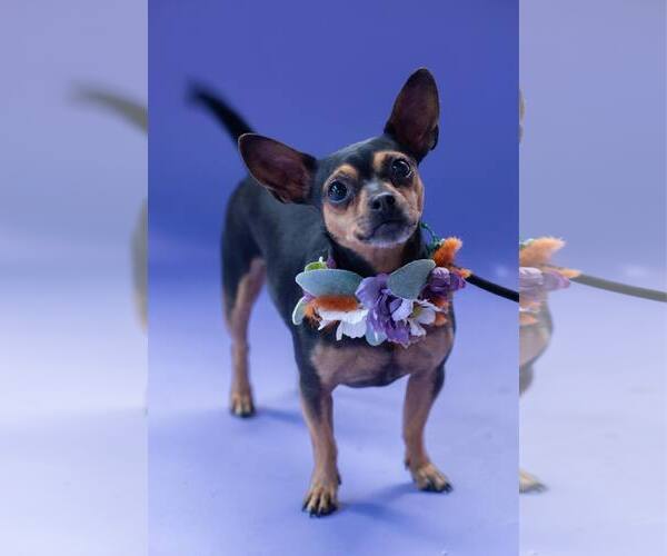 Medium Photo #13 Chihuahua Puppy For Sale in Sandy, UT, USA