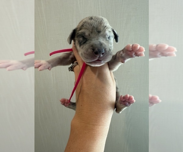 Medium Photo #37 Great Dane Puppy For Sale in HALLETTSVILLE, TX, USA