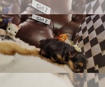 Small #1 Yorkshire Terrier