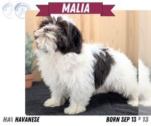 Medium Havanese