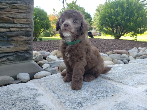 Medium Photo #1 Poodle (Miniature) Puppy For Sale in NORRISTOWN, PA, USA