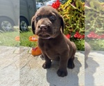 Small #6 Labrador Retriever
